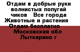 Отдам в добрые руки волнистых попугай.чиков - Все города Животные и растения » Отдам бесплатно   . Московская обл.,Лыткарино г.
